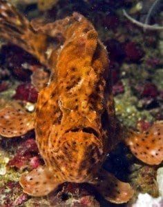brown frogfish