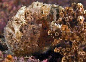 east stack frogfish