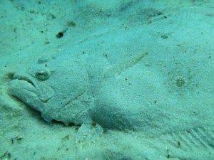 navarre lionfish